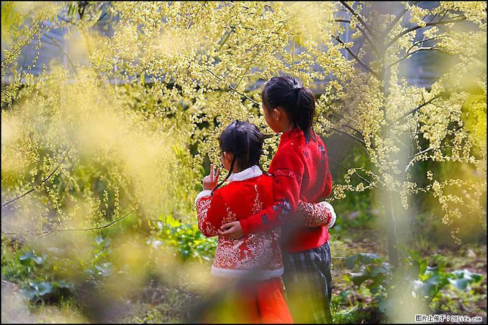 【春天,广西桂林灌阳县向您发出邀请!】米珠山前有片山苍子花在飘香 - 游山玩水 - 海口生活社区 - 海口28生活网 haikou.28life.com