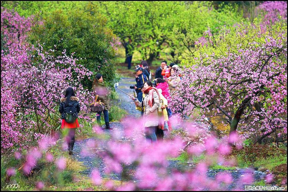 【春天,广西桂林灌阳县向您发出邀请!】官庄村有个醉美的桃花园 - 游山玩水 - 海口生活社区 - 海口28生活网 haikou.28life.com