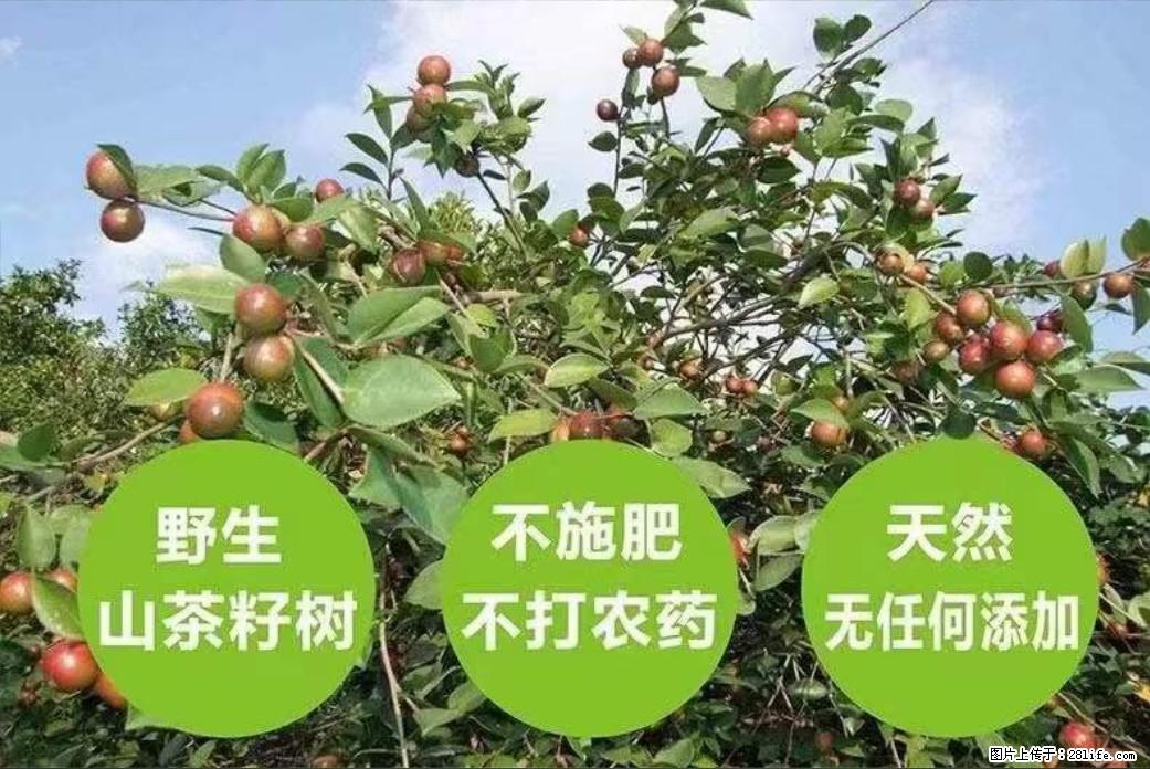 【灌阳县油茶产业示范区】一个有着充实的精神生活的人,对待身外之物自会有一种淡泊的态度 - 美食天地 - 海口生活社区 - 海口28生活网 haikou.28life.com