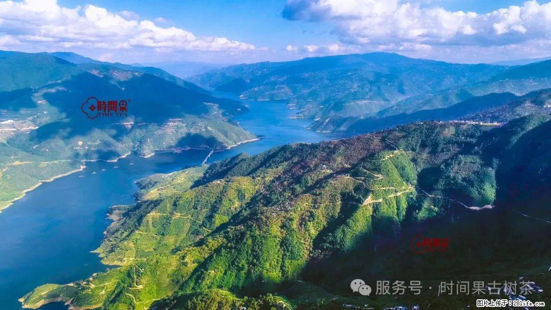 时间果百年古树龙珠普洱生茶 - 购物交流 - 海口生活社区 - 海口28生活网 haikou.28life.com