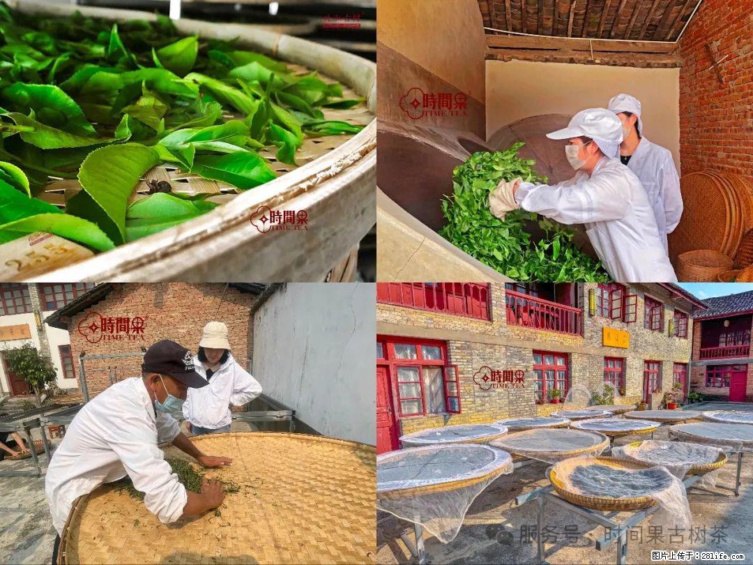 时间果百年古树龙珠普洱生茶 - 购物交流 - 海口生活社区 - 海口28生活网 haikou.28life.com