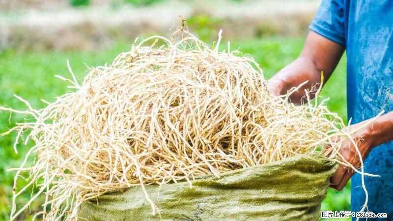 堪称“最难吃”的蔬菜,却是 “抗辐射神器”,还能护肺、清热、止咳化痰! - 海口生活资讯 - 海口28生活网 haikou.28life.com