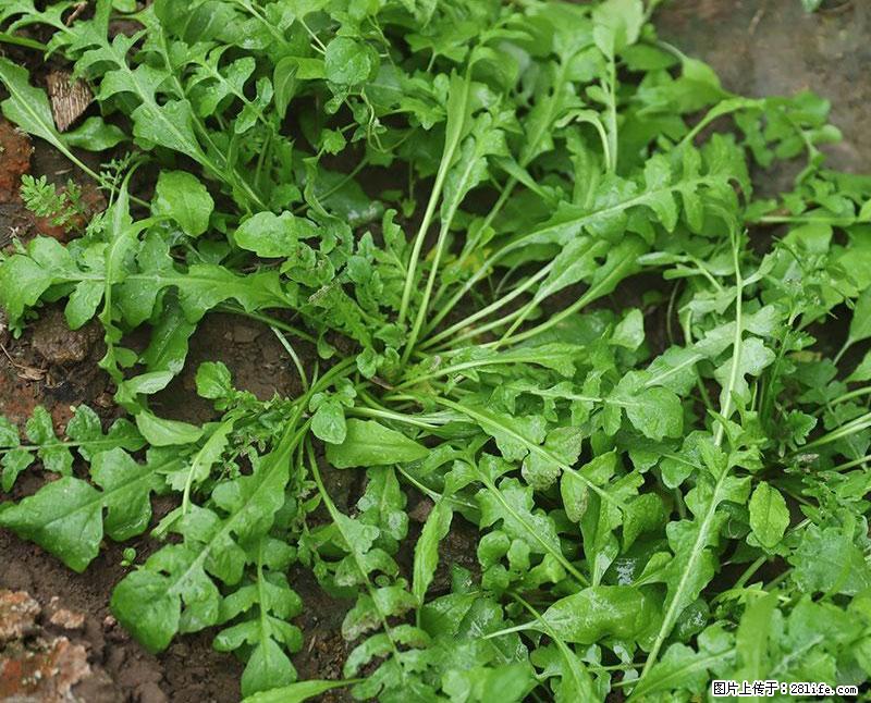 这些蔬菜是“天然钙片”，这6种被医生重点推荐 - 海口生活资讯 - 海口28生活网 haikou.28life.com