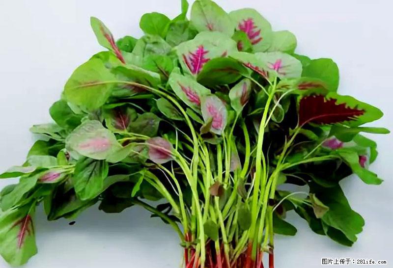 这些蔬菜是“天然钙片”，这6种被医生重点推荐 - 海口生活资讯 - 海口28生活网 haikou.28life.com