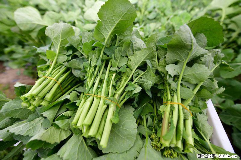 这些蔬菜是“天然钙片”，这6种被医生重点推荐 - 海口生活资讯 - 海口28生活网 haikou.28life.com